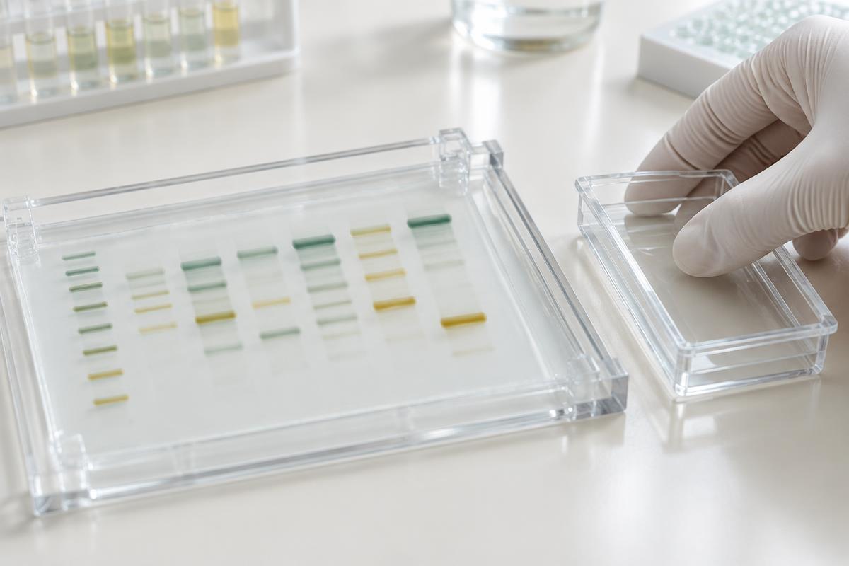 Illustrative laboratory gel assay with separated sample bands
